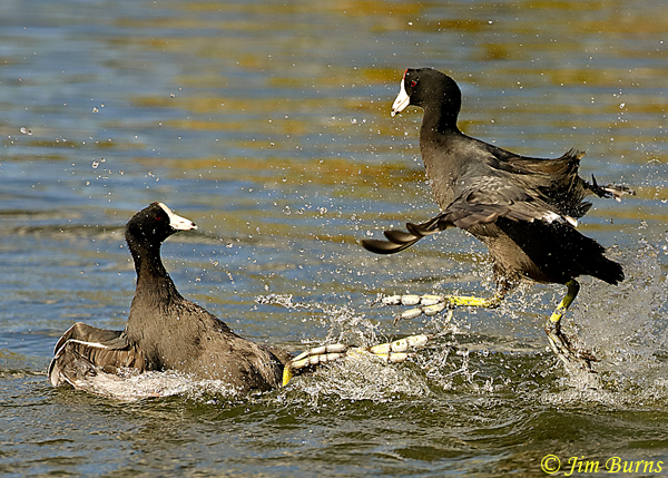 American Coots, gaining the upper hand--2137
