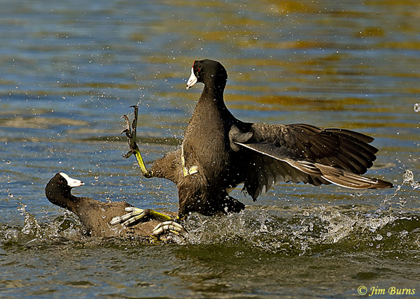 American Coots, submission--2138