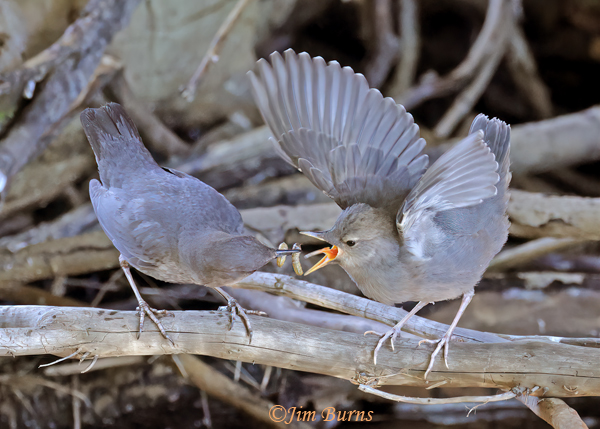 American Dipper parent with aquatic insects for fledgling #2--8103