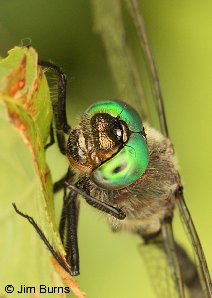 American Emerald eyes, Lake Co., MN, July 2012
