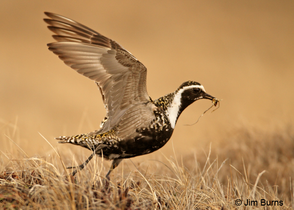 American Golden-Plover female carrying tundra debris