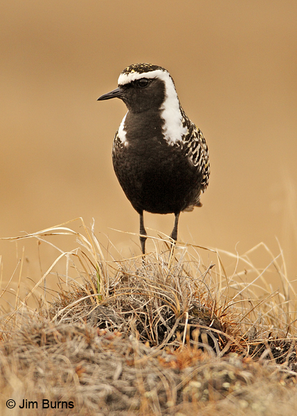 American Golden-Plover male on tundra mound