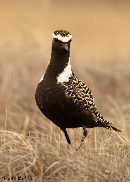 American Golden-Plover male ventral view