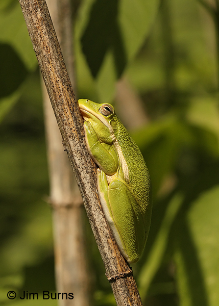 American Green Treefrog