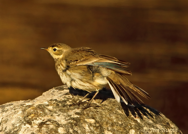 American Pipit stretching sequence #3--1927