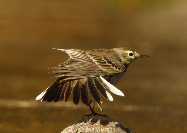 American Pipit stretching sequence #5--2091