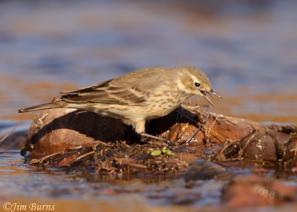 American Pipit with dragonfly--6312