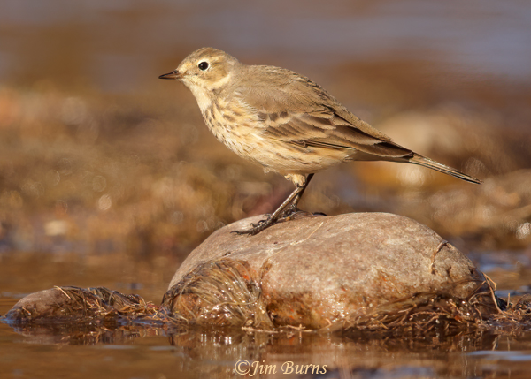 American Pipit on river rock--6347