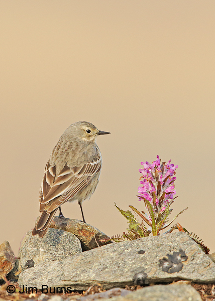 American Pipit dorsal view 