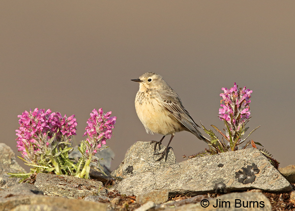American Pipit ventral view