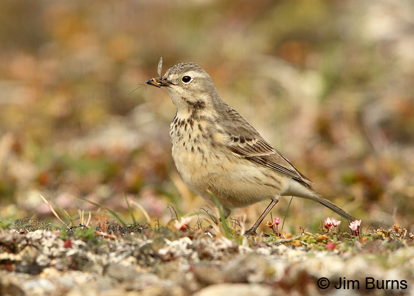 American Pipit with tundra bugs