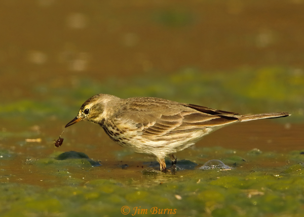 American Pipit with water beetle--2104