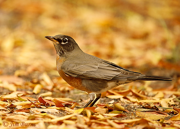 American Robin in fall leaves--3163