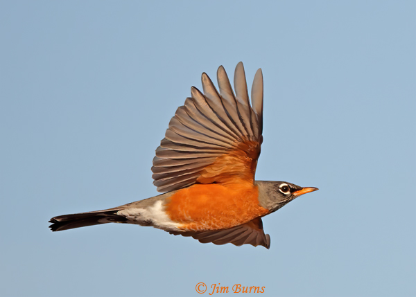 American Robin male upstroke--4018
