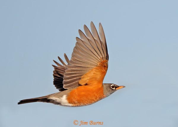 American Robin male upstroke #2--4025