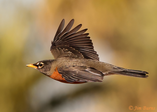 American Robin male in flight flat wings--4246