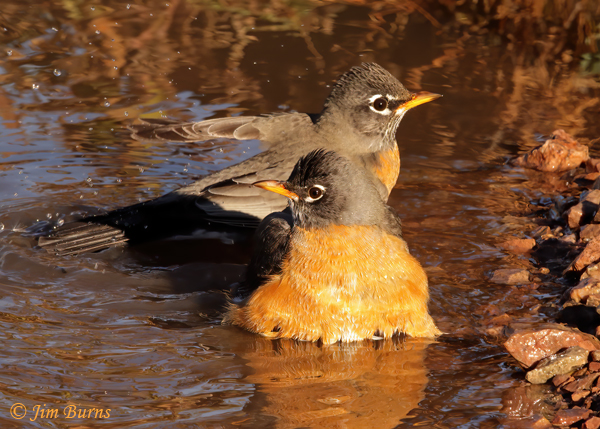 American Robins bathing--5047
