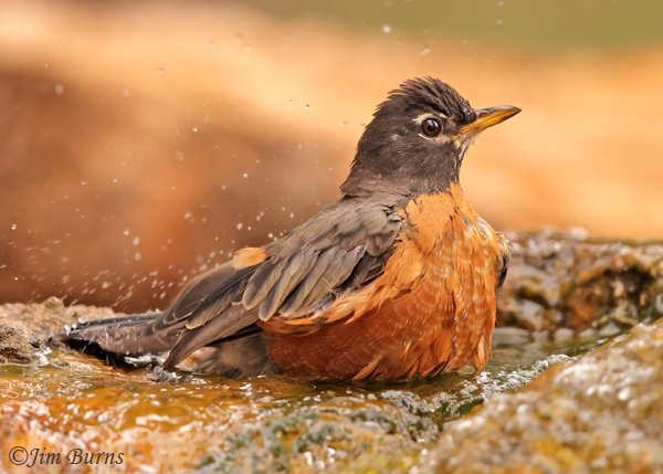 An American Robin, down from the mountains, bathes in Queen Creek.