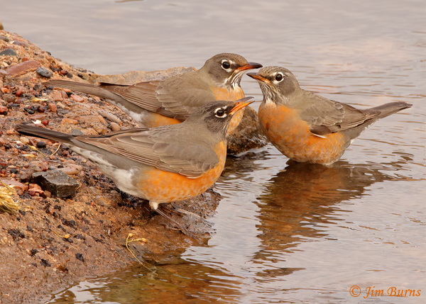 American Robin flock at waterhole #2--5187