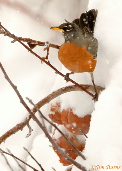 American Robin at apples in snow--7276
