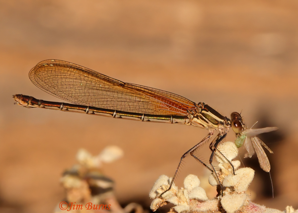 American Rubyspot female with 2 insects, Maricopa Co., AZ, October 2022--7545