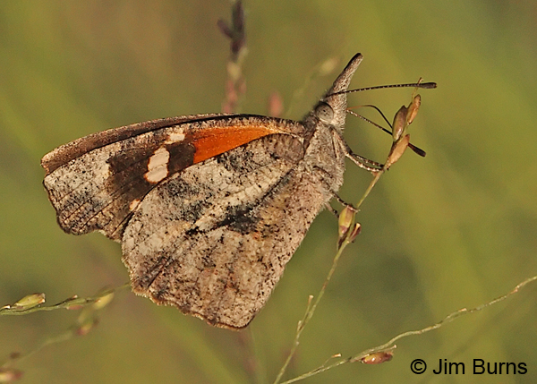 American Snout underwing, Texas