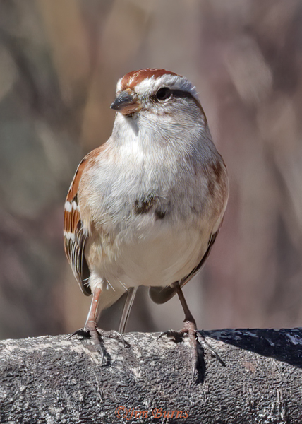 American Tree Sparrow ventral view--6276