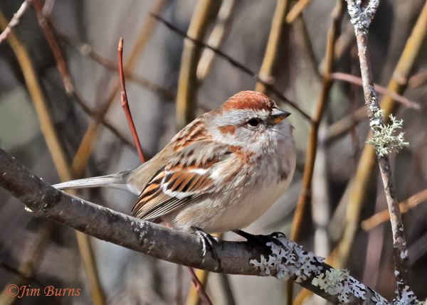 American Tree Sparrow in winter willows--7520
