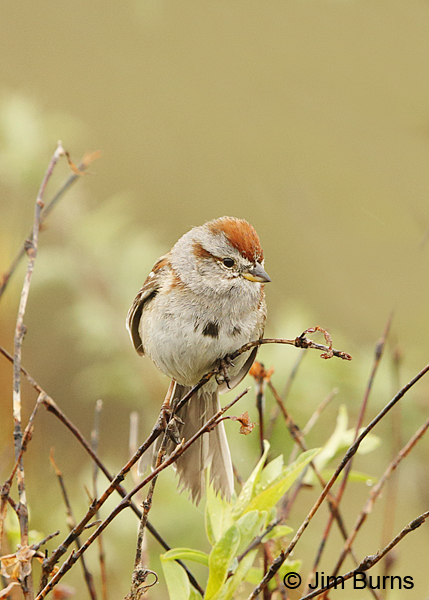 American Tree Sparrow in tundra willows