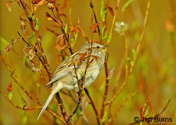 American Tree Sparrow singing