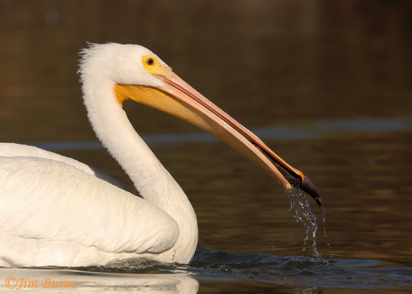 American White Pelican catch close-up #2--5092