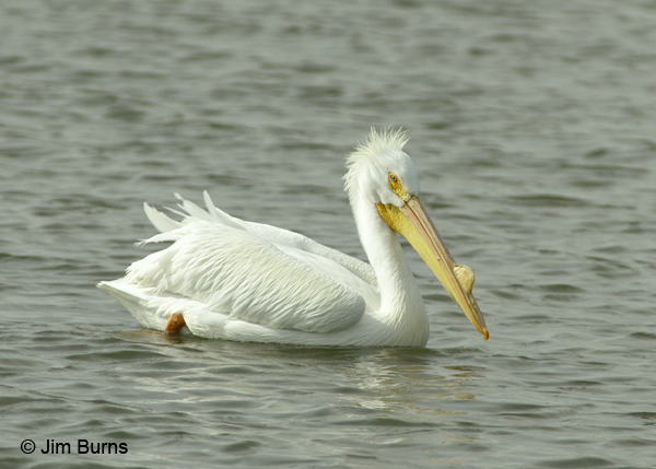American White Pelican non-breeding plumage bad hair day