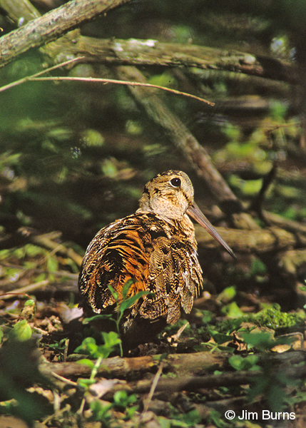 American Woodcock dorsal