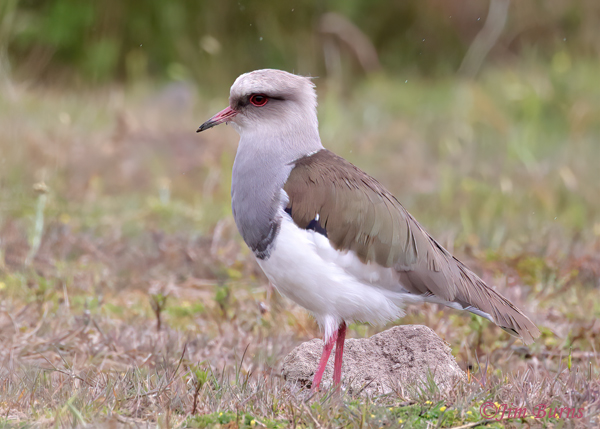 Andean Lapwing--1000