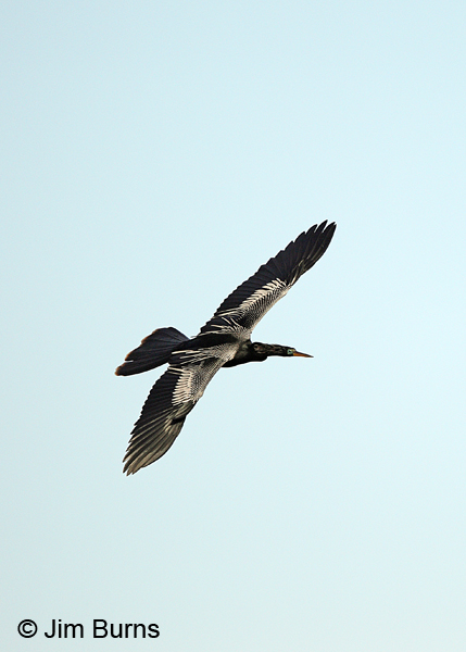Anhinga male in flight ventral view