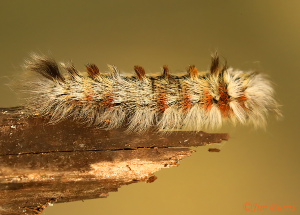 Apatelodes auduboni caterpillar, Texas--2952
