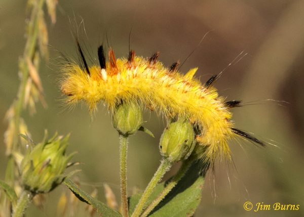 Apatelodes pudefacta caterpillar, Arizona--5432