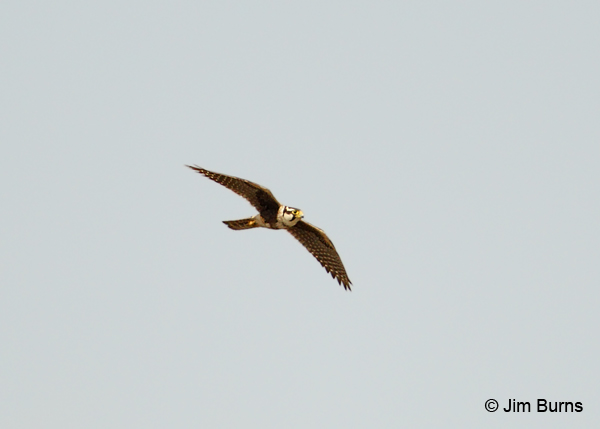 Aplomado Falcon adult in flight