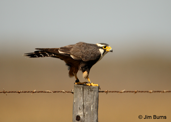 Aplomado Falcon adult on fence post
