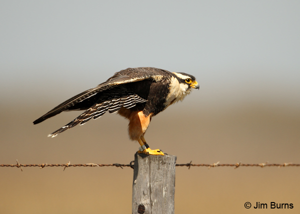 Aplomado Falcon adult showing banded tail