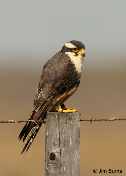 Aplomado Falcon adult