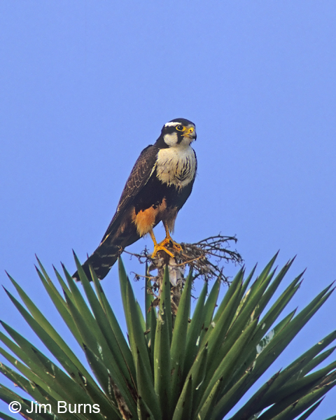 Aplomado Falcon juvenile on Yucca