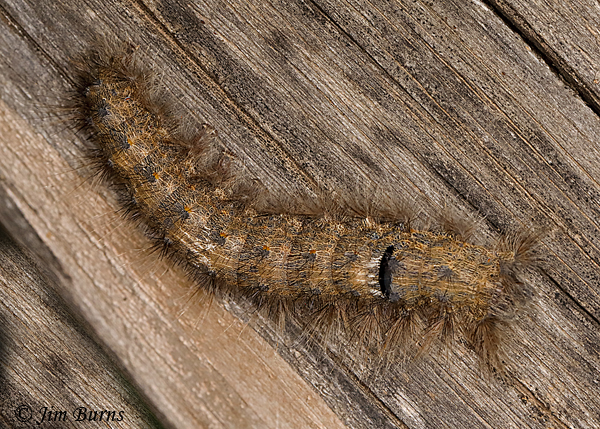 Apotolype brevicrista caterpillar, Arizona--1482