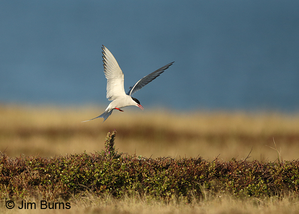 Arctic Tern approaching nest