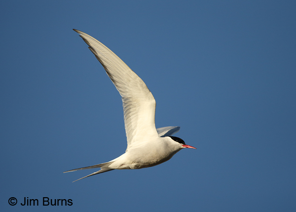 Arctic Tern in flight 2