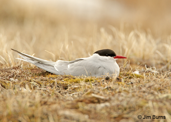 Arctic Tern on tundra nest