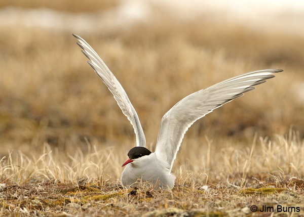 Arctic Tern wingstretch