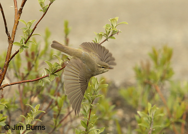 Arctic Warbler in flight