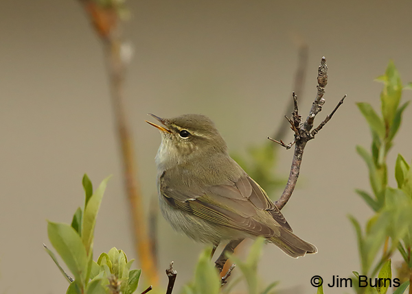 Arctic Warbler in song ventral view