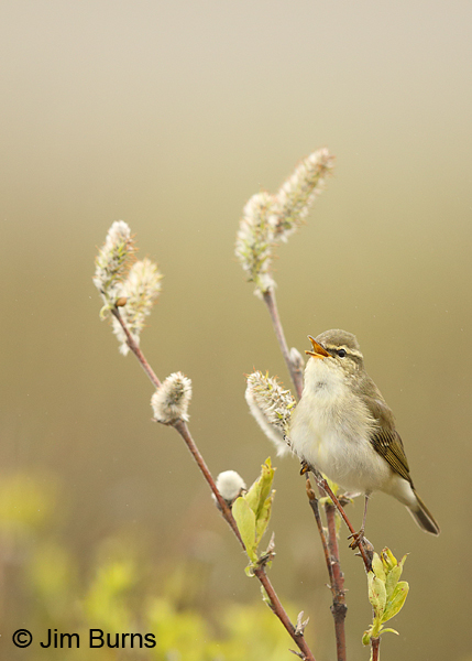 Arctic Warbler singing in willows